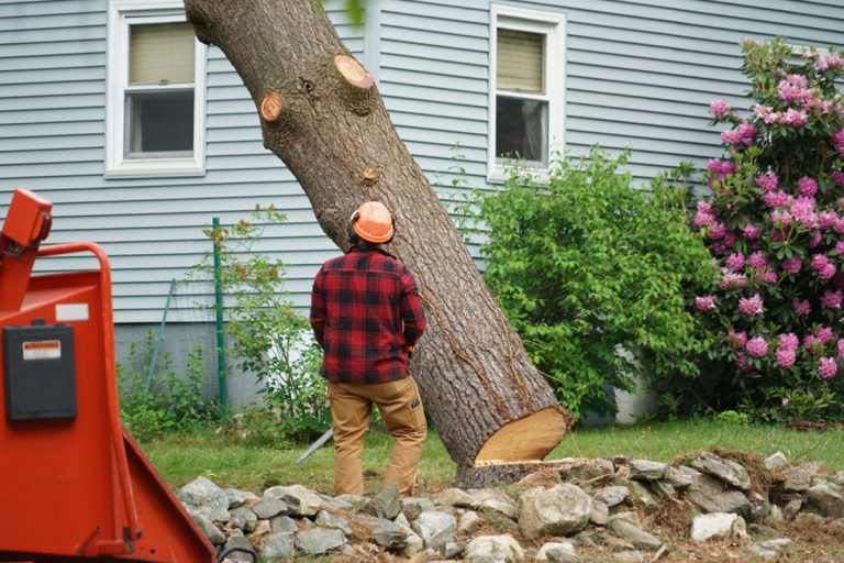 A Few Signs That Will Tell You That You Need to Seek a Tree Removal Service